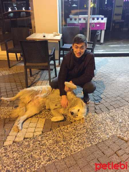 Golden Retriever, Köpek  Leydi fotoğrafı