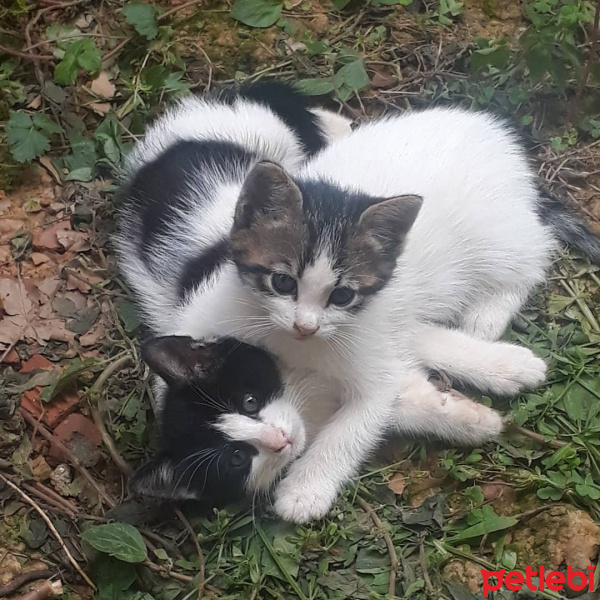 Tekir Kedi, Kedi  Simarik &Kokoş fotoğrafı