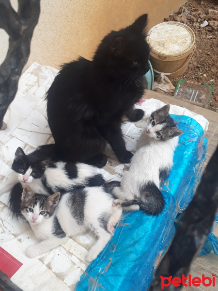 Tekir Kedi, Kedi  Simarik &Kokoş fotoğrafı