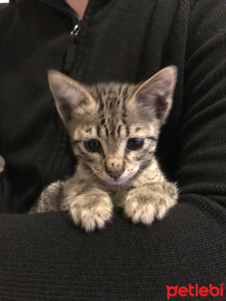 Tekir Kedi, Kedi  Julia Green fotoğrafı