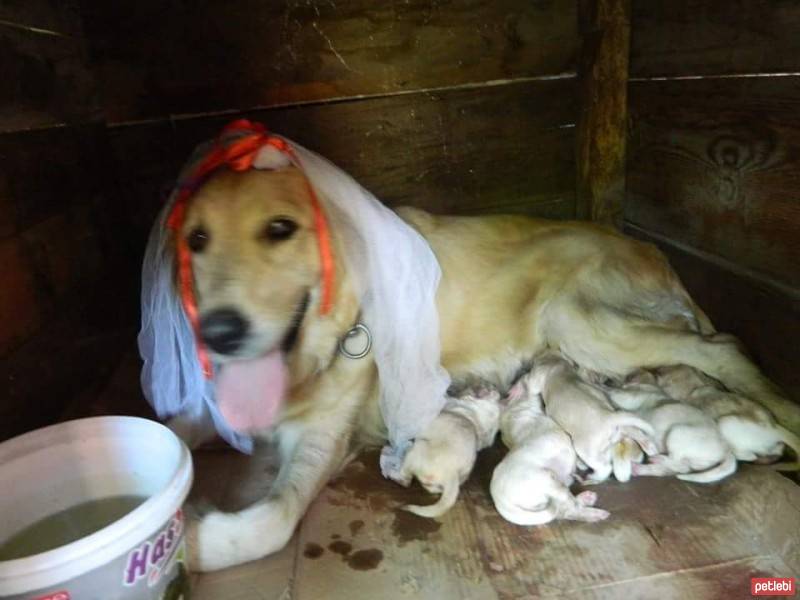 Tekir Kedi, Kedi  Cin OSMAN fotoğrafı