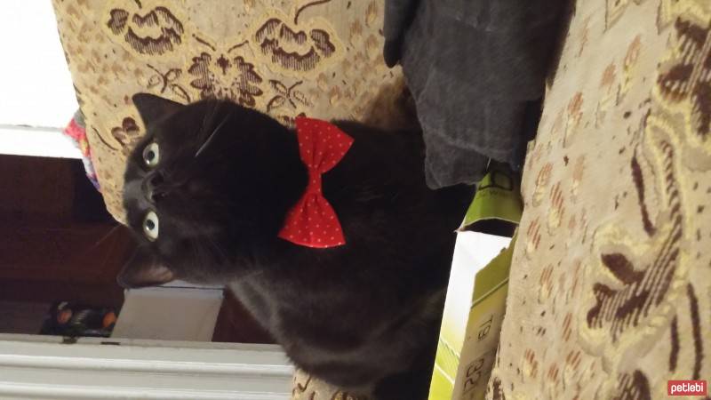 Tekir Kedi, Kedi  Cin OSMAN fotoğrafı