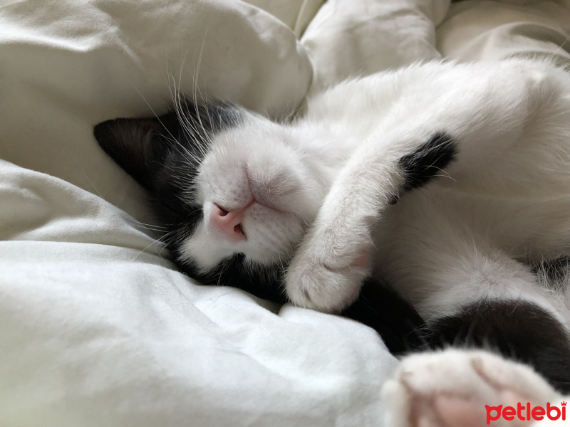 Soke, Kedi  Rodos fotoğrafı