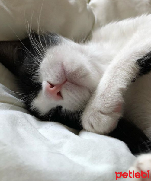 Soke, Kedi  Rodos fotoğrafı