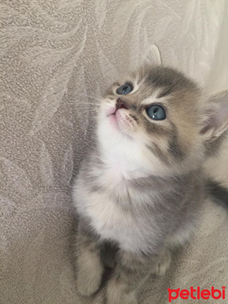 British Shorthair, Kedi  Topaç fotoğrafı