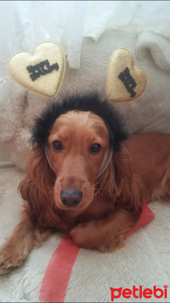 İngiliz Cocker Spaniel, Köpek  Şila fotoğrafı