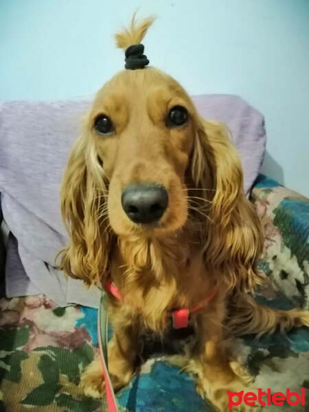 İngiliz Cocker Spaniel, Köpek  Şila fotoğrafı