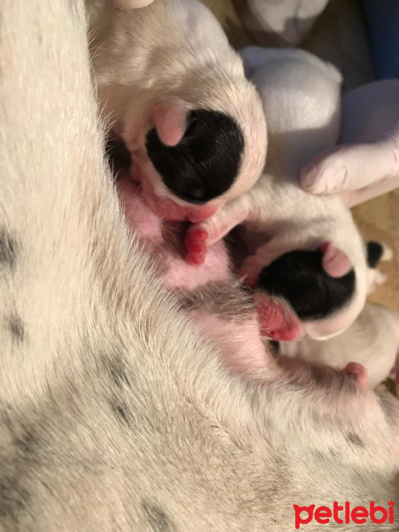 Fransız Bulldog, Köpek  Lucy fotoğrafı