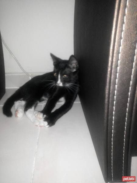 Tekir Kedi, Kedi  Sakal fotoğrafı