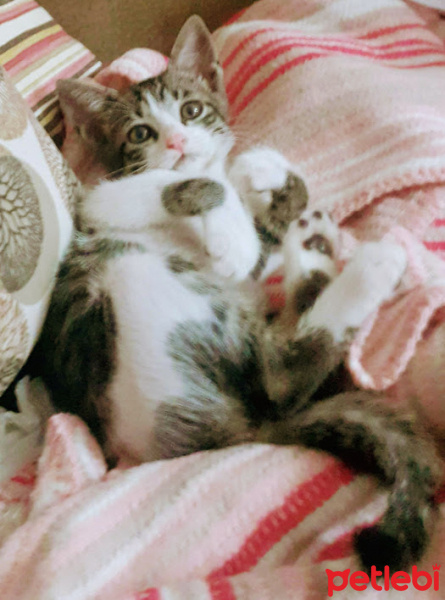 Tekir Kedi, Kedi  Pıtır fotoğrafı