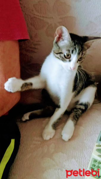 Tekir Kedi, Kedi  Pıtır fotoğrafı