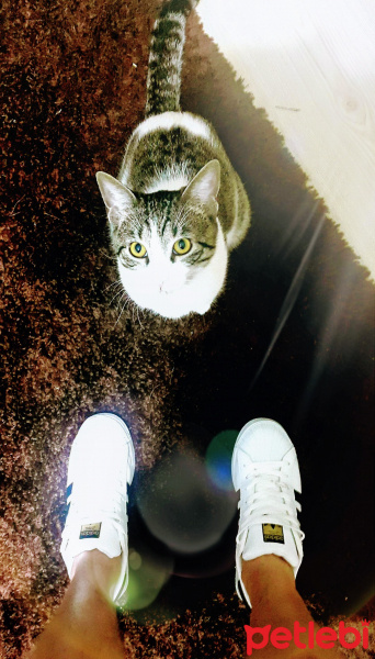 Tekir Kedi, Kedi  Pıtır fotoğrafı