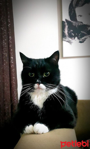 Tekir Kedi, Kedi  Oğul fotoğrafı