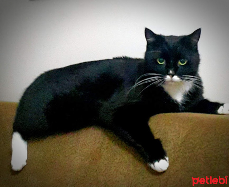 Tekir Kedi, Kedi  Oğul fotoğrafı