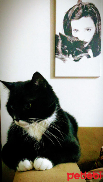 Tekir Kedi, Kedi  Oğul fotoğrafı