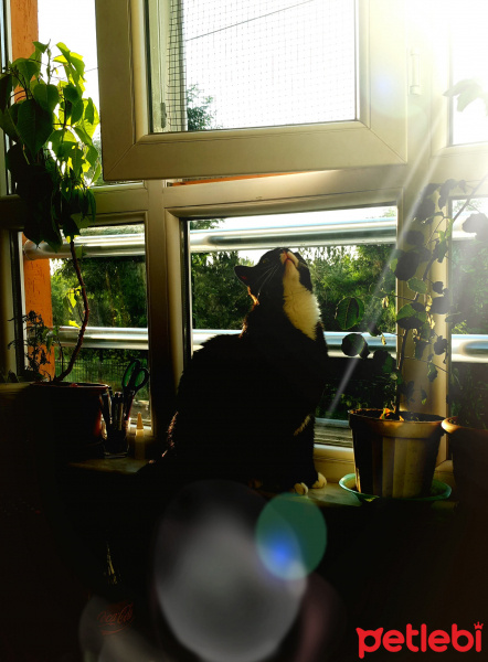Tekir Kedi, Kedi  Oğul fotoğrafı