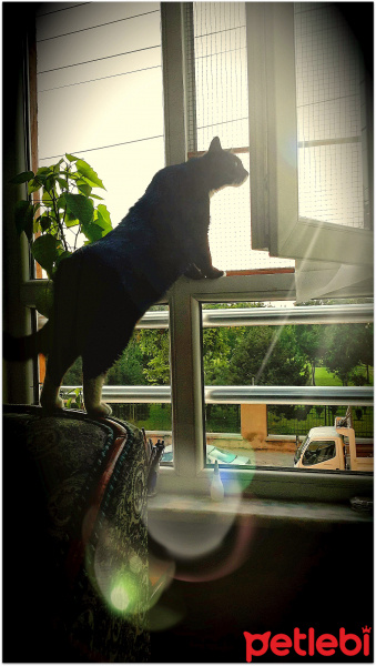Tekir Kedi, Kedi  Oğul fotoğrafı