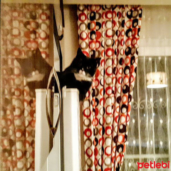 Tekir Kedi, Kedi  Oğul fotoğrafı