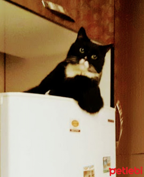 Tekir Kedi, Kedi  Oğul fotoğrafı