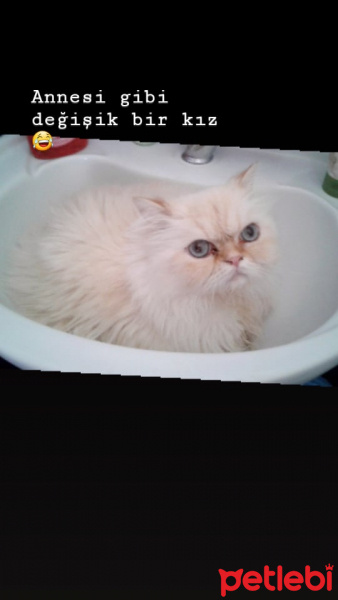 Chinchilla, Kedi  maya fotoğrafı
