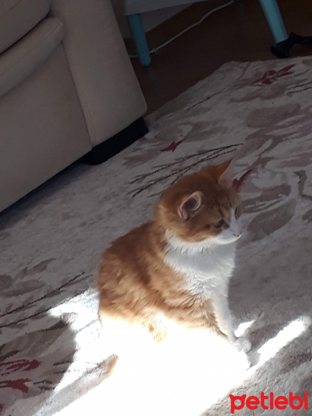 Abyssinian, Kedi  Tarcın fotoğrafı
