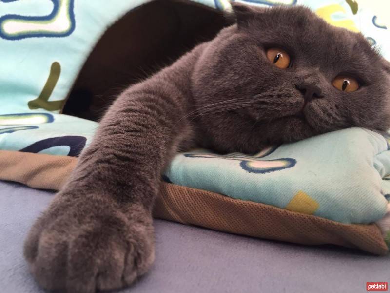 Scottish Fold, Kedi  Gusto fotoğrafı