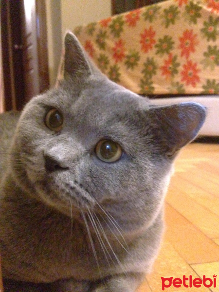 British Shorthair, Kedi  Pati fotoğrafı