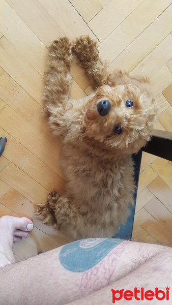 Poodle (Minyatür Kaniş), Köpek  Pablo fotoğrafı