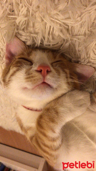 Sarman, Kedi  Efe fotoğrafı