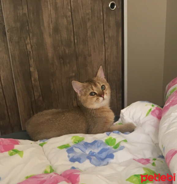 British Shorthair, Kedi  Ballokumu fotoğrafı