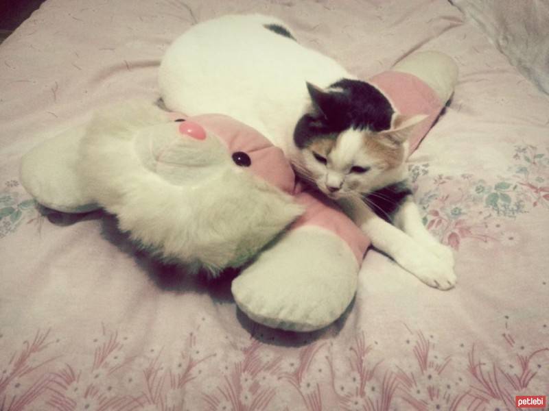 Tekir Kedi, Kedi  kuzum fotoğrafı