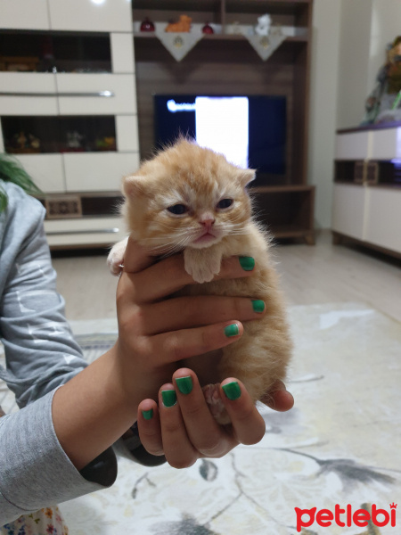 British Shorthair, Kedi  Yavru kedi fotoğrafı