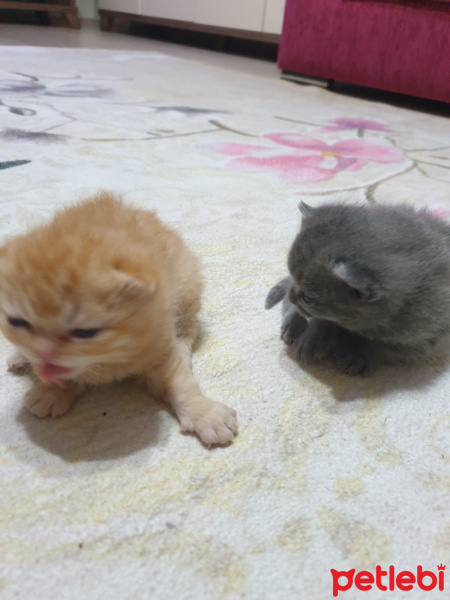 British Shorthair, Kedi  Yavru kedi fotoğrafı