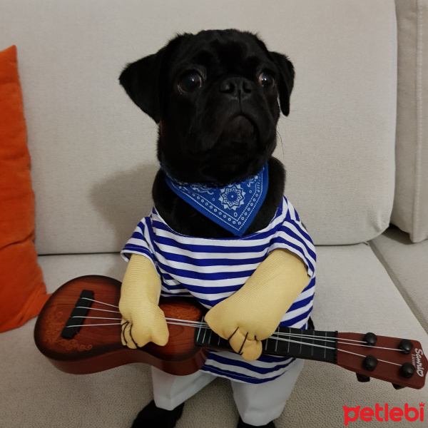 Pug, Köpek  Oscar fotoğrafı