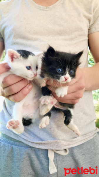 Tekir Kedi, Kedi  Avatar fotoğrafı