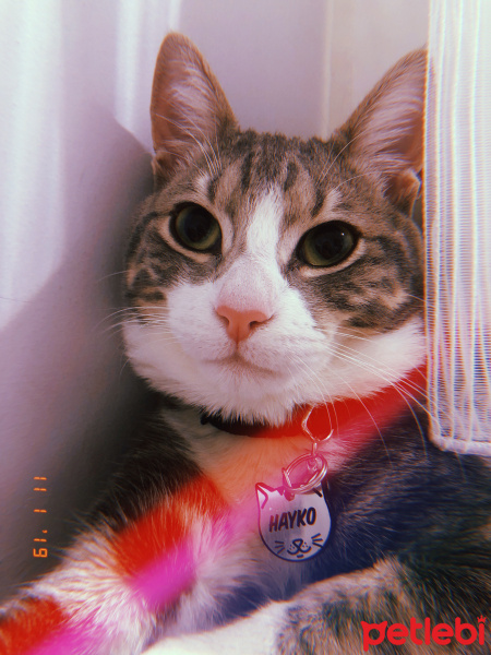 Tekir Kedi, Kedi  Hayko fotoğrafı