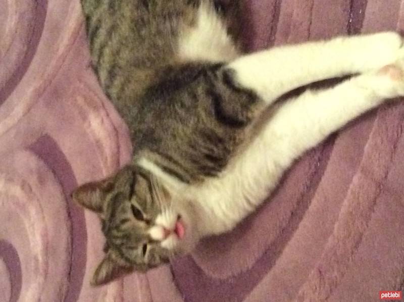 Tekir Kedi, Kedi  Lady bibi fotoğrafı