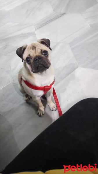 Pug, Köpek  alex fotoğrafı
