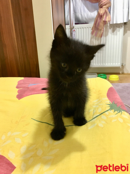Tekir Kedi, Kedi  KÖMÜR fotoğrafı
