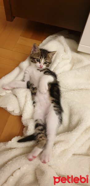 Tekir Kedi, Kedi  Kaplan fotoğrafı