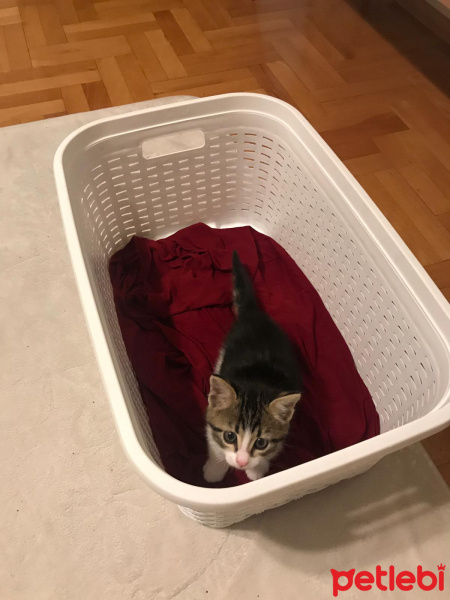 Tekir Kedi, Kedi  Kaplan fotoğrafı