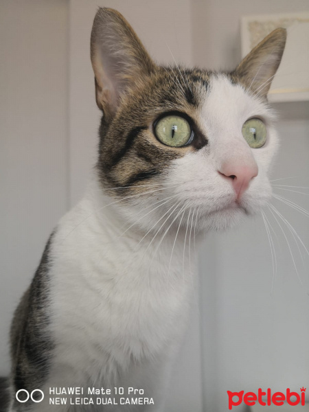 Tekir Kedi, Kedi  Ares fotoğrafı