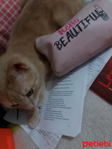 Tekir Kedi, Kedi  Mila fotoğrafı