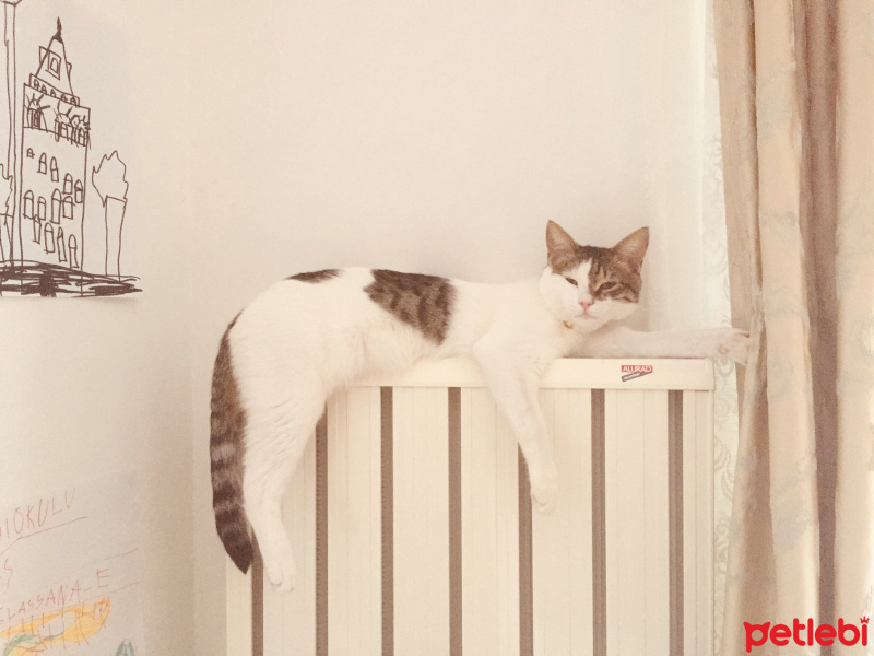 Tekir Kedi, Kedi  Tekircik fotoğrafı