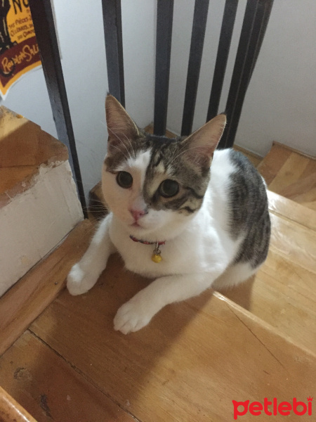 Tekir Kedi, Kedi  Tekircik fotoğrafı