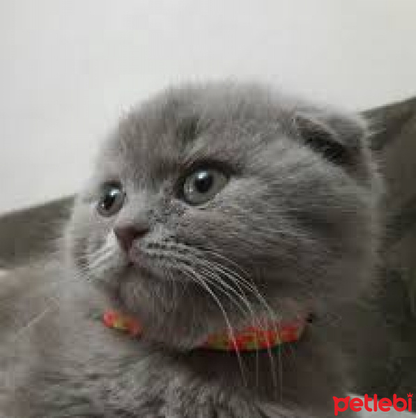 Scottish Fold, Kedi  pisi fotoğrafı