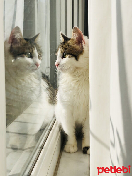 Ragamuffin, Kedi  Mimi fotoğrafı