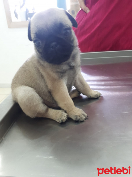 Pug, Köpek  Rıfkı fotoğrafı