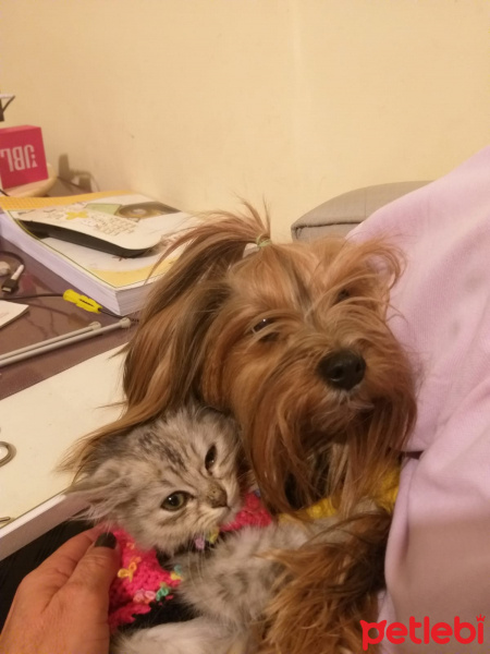 Yorkshire Terrier, Köpek  Winnie fotoğrafı