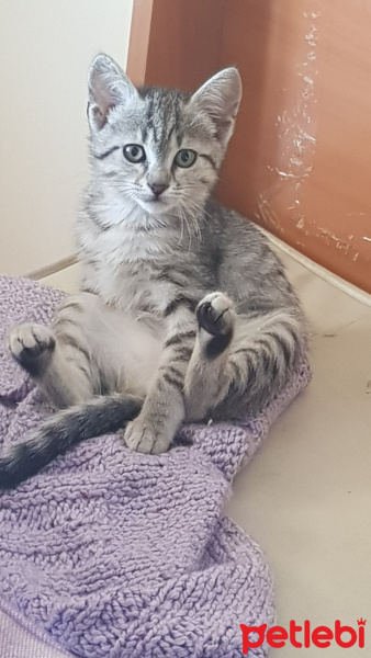 Tekir Kedi, Kedi  Miya fotoğrafı